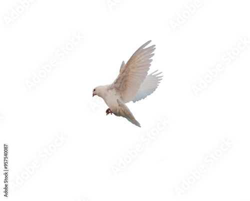 Obraz na plátne white pigeon PNG, flying pigeon png, bird flying