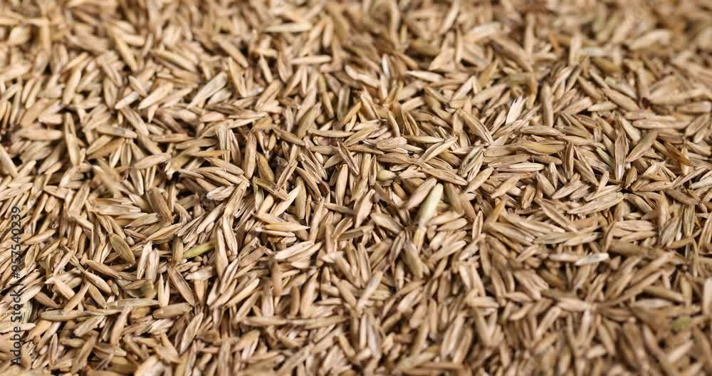 mixed seeds of perennial and annual grass for lawn, grass seeds for growing on lawn for design mixed seeds of perennial and annual grass for lawn, grass seeds for growing on lawn for design