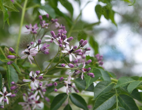 Blossom of Melia azedarach, ornamental decorative tree, commonly known as the chinaberry tree, Pride of India, bead-tree, Cape lilac, syringa berrytree, Persian lilac, Indian lilac