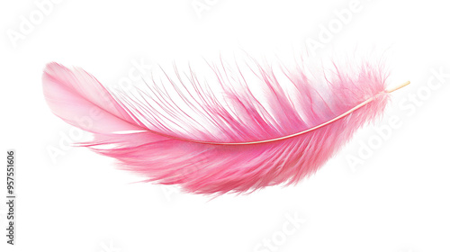 feather on transparent white background