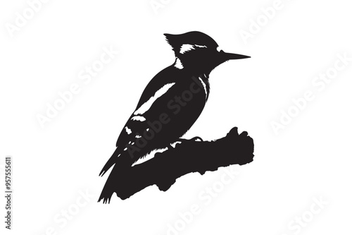 Woodpecker vector art and illustration photo