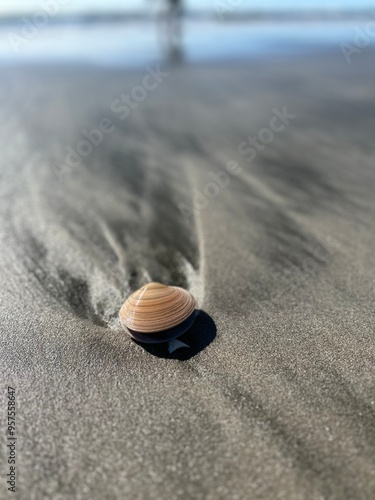 shell on the beach