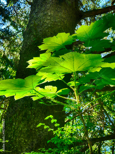 Devil's club plant growing in forest undergrowth reaching for sunlight photo