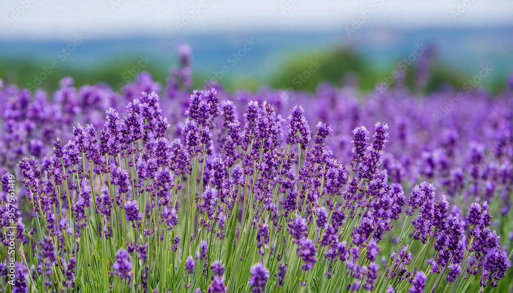 Naklejka premium Lavender field