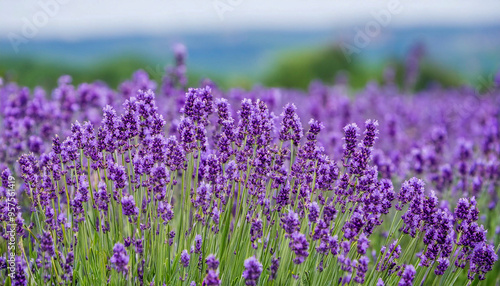 Lavender field