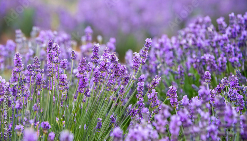 Lavender field