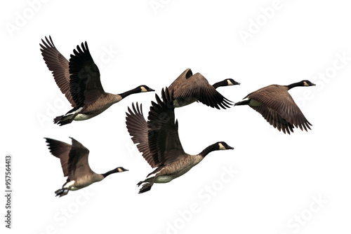 group of geese PNG, geese PNG, geese isolated on white transparent background