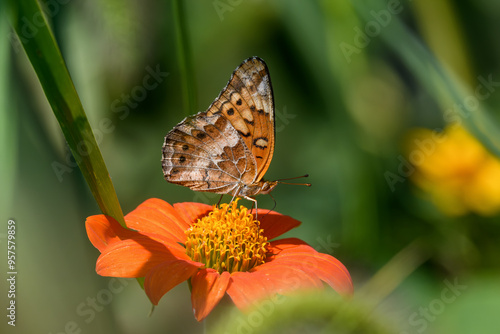 Euptoieta Claudia or variegated fritillary on Mexican sunflower. It is a North and South American butterfly in the family Nymphalidae. Echinacea is an herbaceous plant in the daisy family photo