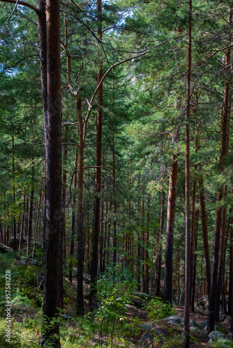 Forest trees. Nature green wood sunlight backgrounds. Travel concept. High quality photo.