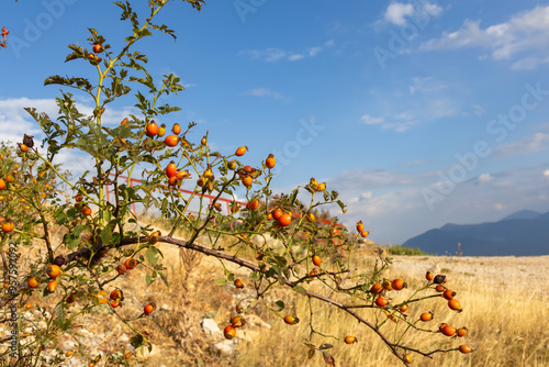 The red berries of rose hips in the field, the collection of medicinal plants on a sunny day and blue sky photo