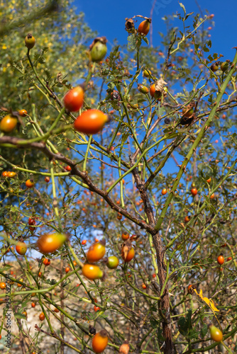 The red berries of rose hips in the field, the collection of medicinal plants on a sunny day and blue sky photo