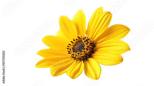 yellow flower on transparent white background