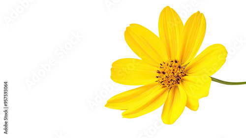 yellow flower on transparent white background