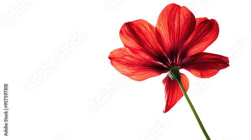 red flower on transparent white background