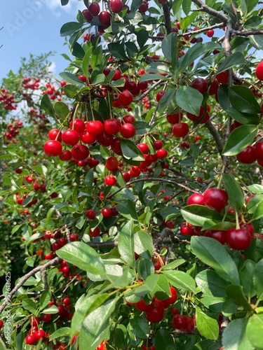 Tart cherries on a branch photo