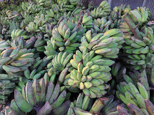 pile of unripe green bananas. In Indonesia it is called pisang gepok photo