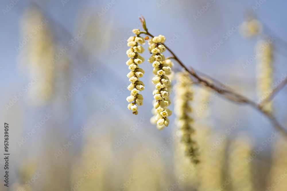 Naklejka premium 春を告げるキブシの花