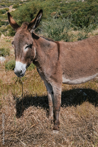 A donkey in the field