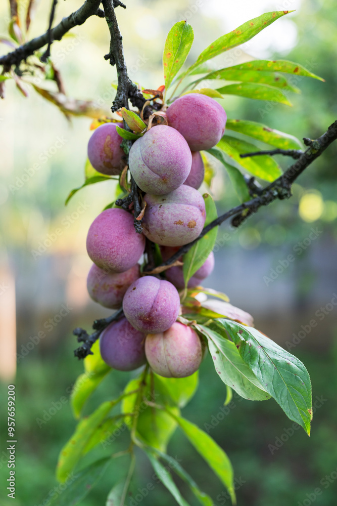 Branch with Ripe Plums Branch with Ripe Plums