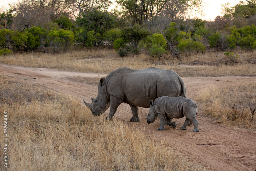 Mother and baby rhino in a South African reserve Mother and baby rhino in a South African reserve