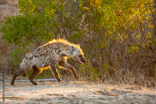 Sunlit spotted hyena photo