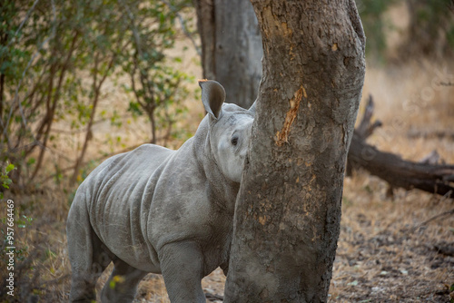 Baby rhino hiding behind a tree. photo