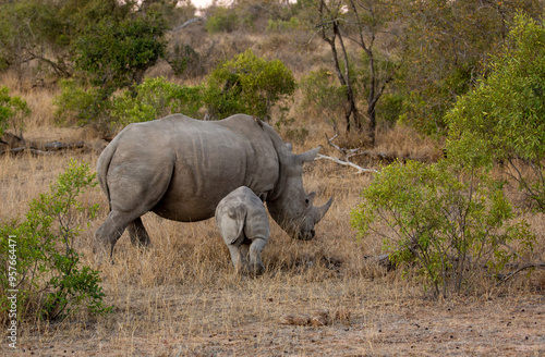 Adult white rhino and calf photo