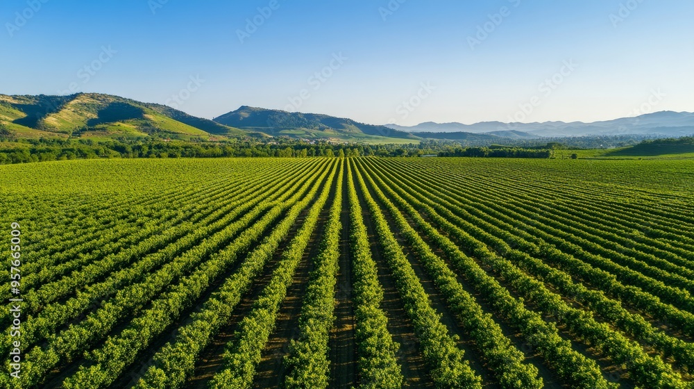 Aerial view of lush green vineyard rows stretching across a serene landscape with rolling hills and clear blue sky in the background. Aerial view of lush green vineyard rows stretching across a serene landscape with rolling hills and clear blue sky in the background.