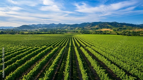 Aerial view of lush green vineyard with mountains in the background under a blue sky with scattered clouds on a sunny day.