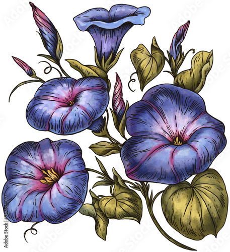 Vintage Poisonous Morning Glory Flower, Isolated PNG Witchcraft Magic Floral Illustration