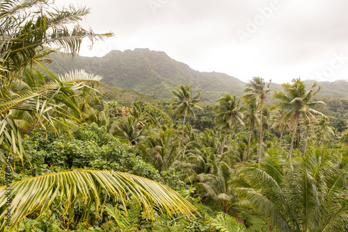 Dense tropical jungle filled with lush palm trees in a valley on the Polynesian island of Taha'a near Bora Bora and Tahiti.  photo