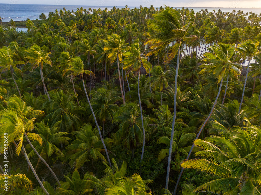 Thick green palm trees packed on tropical island Taha'a in French Polynesia. Thick green palm trees packed on tropical island Taha'a in French Polynesia.