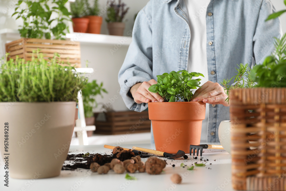 Woman transplanting herb into pot at white table, closeup Woman transplanting herb into pot at white table, closeup