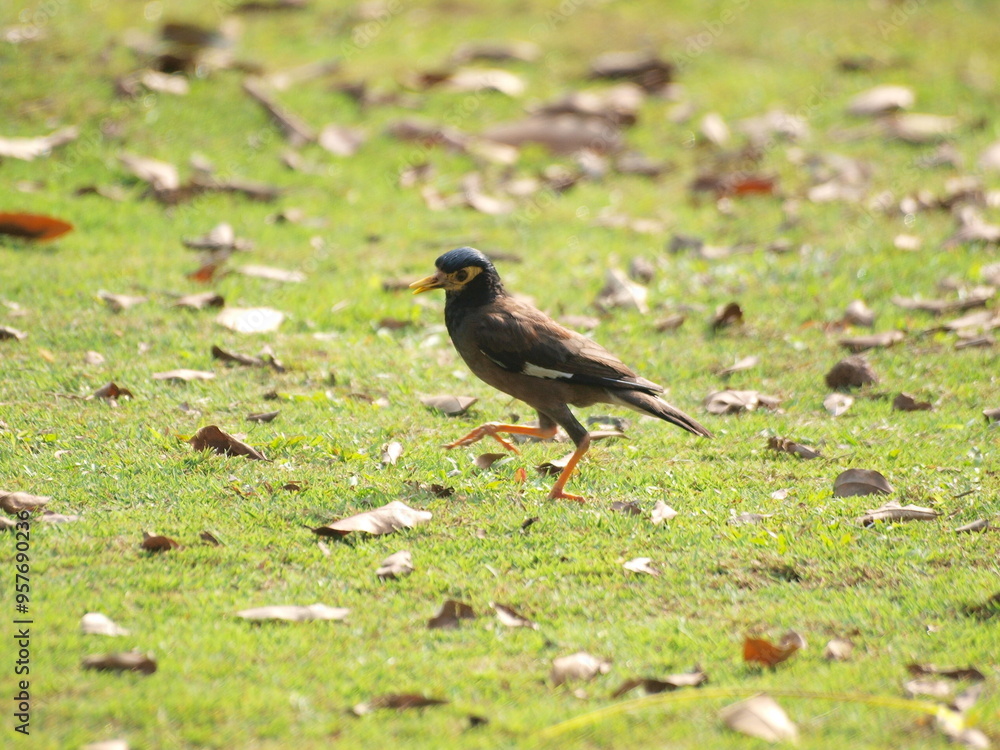 Obraz premium Common Myna (Acridotheres tristis). This species is a common sight in urban areas of Malaysia and is known for its adaptability and its ability to thrive in human environments.