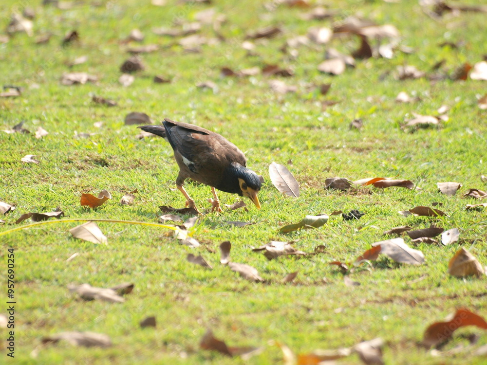 Common Myna (Acridotheres tristis). This species is a common sight in urban areas of Malaysia and is known for its adaptability and its ability to thrive in human environments. Common Myna (Acridotheres tristis). This species is a common sight in urban areas of Malaysia and is known for its adaptability and its ability to thrive in human environments.