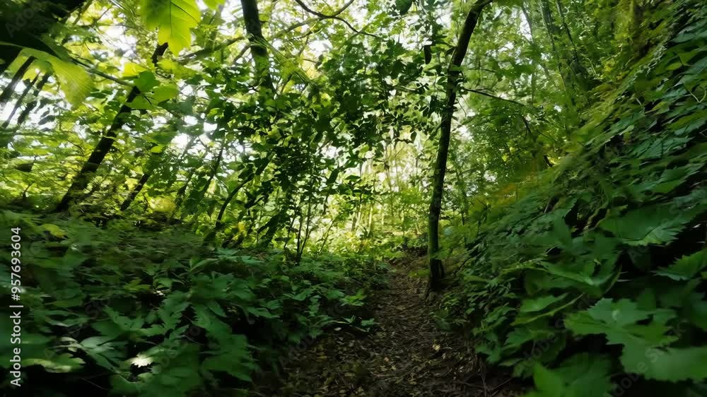 Exploring a lush forest trail surrounded by vibrant greenery in summer light Exploring a lush forest trail surrounded by vibrant greenery in summer light