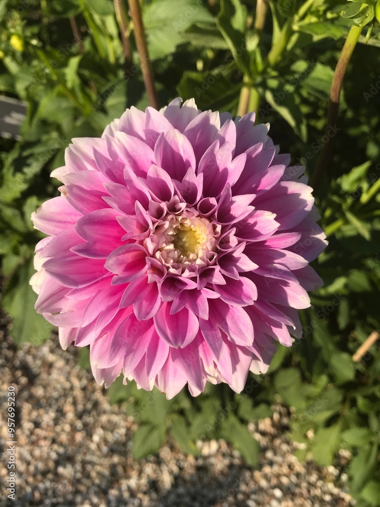 Pink dahlia Pink dahlia