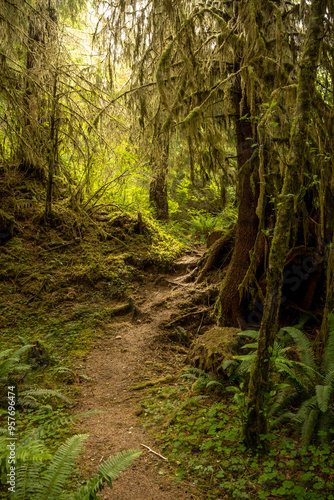 Trail Climbs Over Roots and Moss In The Hoh Rainforest