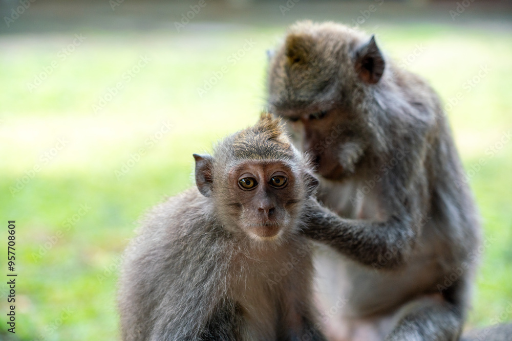 Mother Monkey Nursing Her Babie In Monkey Forest, Ubud Mother Monkey Nursing Her Babie In Monkey Forest, Ubud