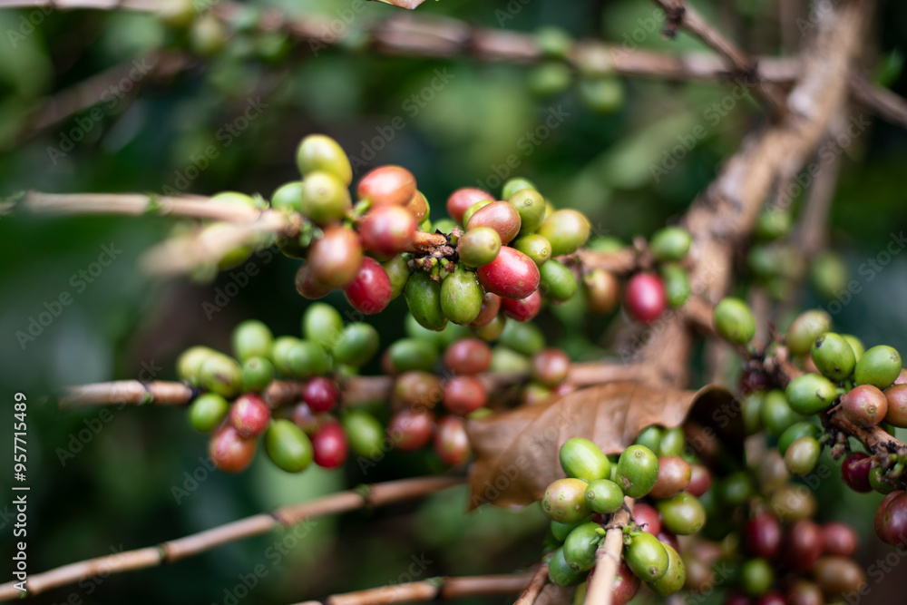 Coffee cherries growing on a branch in a lush, green environment coffee plantation the natural possibly in a mountainous organic nature coffee beans before roasting and making coffee business concept Coffee cherries growing on a branch in a lush, green environment coffee plantation the natural possibly in a mountainous organic nature coffee beans before roasting and making coffee business concept