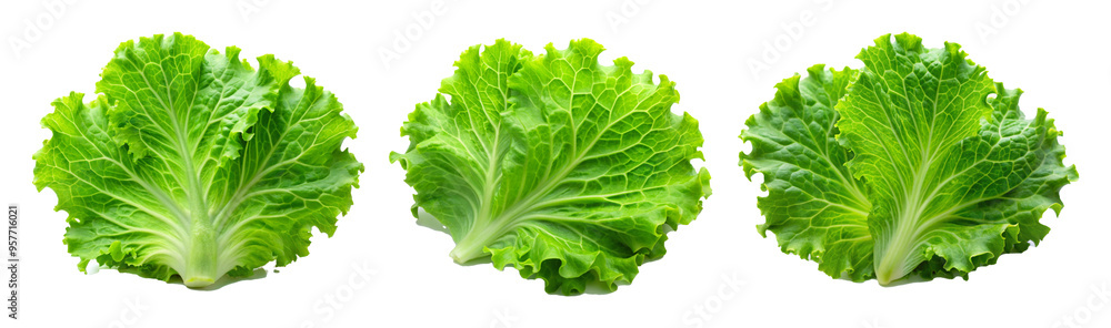 Crisp Green Lettuce Leaf PNG with Clipping Path on Transparent Background Crisp Green Lettuce Leaf PNG with Clipping Path on Transparent Background