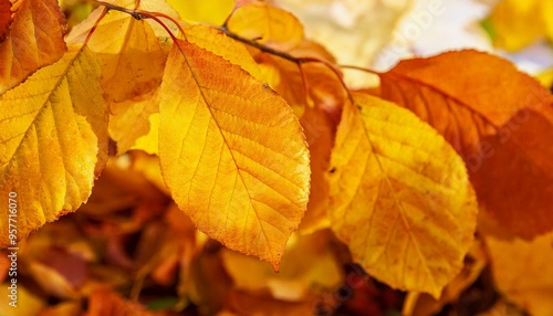 Maple leaves with an autumn feel. close up