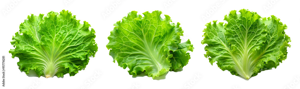 Crisp Green Lettuce Leaf PNG with Clipping Path on Transparent Background Crisp Green Lettuce Leaf PNG with Clipping Path on Transparent Background