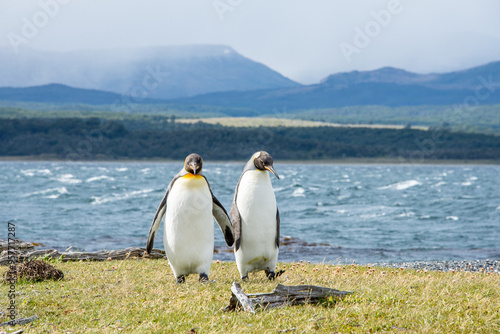 Two Emperor Penguins walk together seemingly hand-in-hand on Martillo Island near Ushuaia in Patagonia