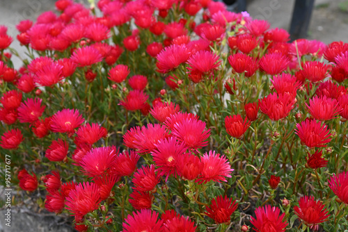 flowers in the garden