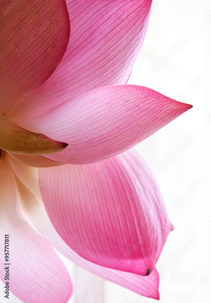 Closeup of blooming lotus flowers on a bright background at home Closeup of blooming lotus flowers on a bright background at home