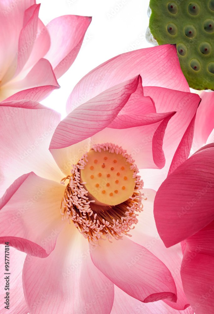 Closeup of blooming lotus flowers and lotus pods, bright background Closeup of blooming lotus flowers and lotus pods, bright background