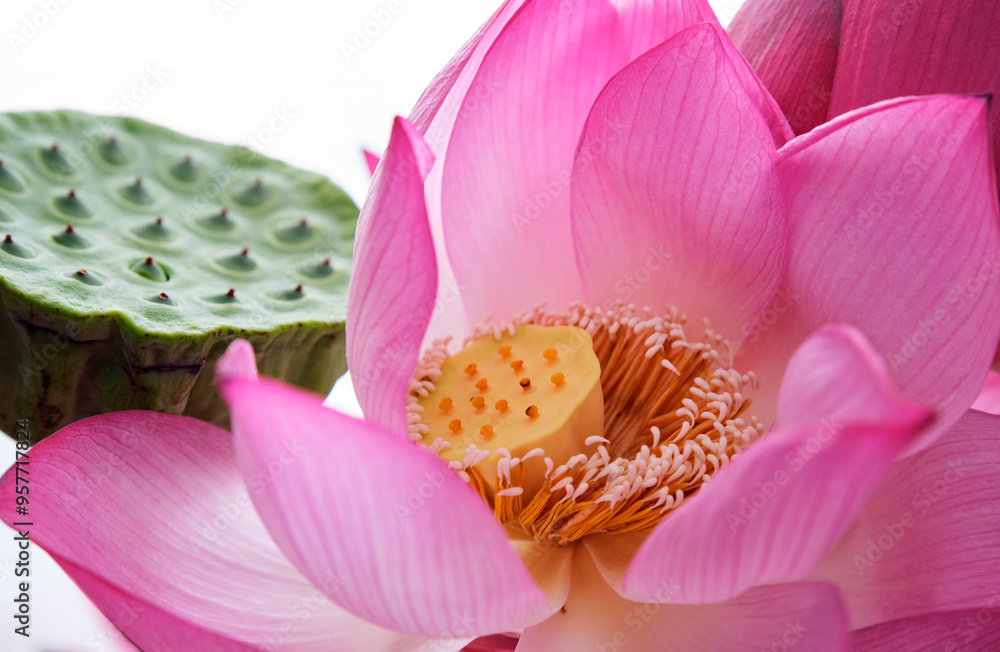 Closeup of blooming lotus flowers and lotus pods, bright background Closeup of blooming lotus flowers and lotus pods, bright background