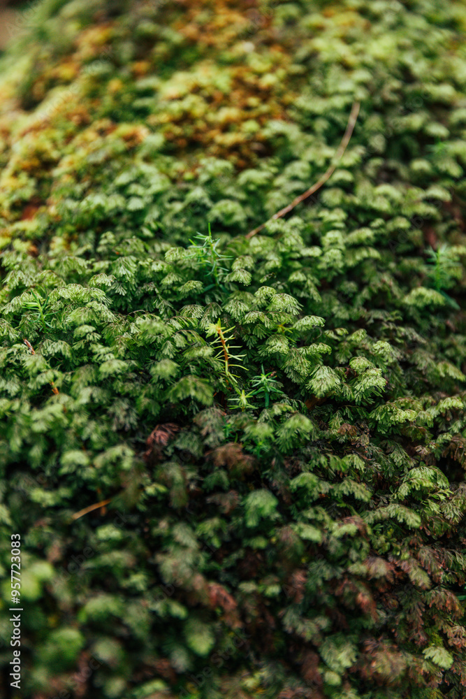 Lush green moss macro on Terceira island in the Azores Lush green moss macro on Terceira island in the Azores