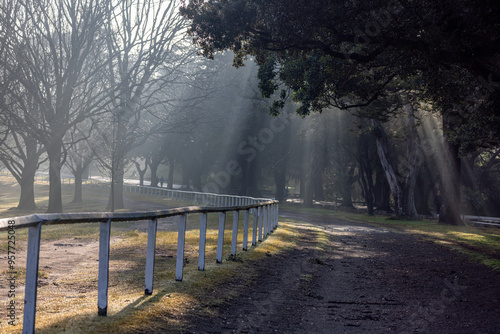 Photography Morning sun rays filter through branches of trees, in a misty morning, in Centennial Park, Sydney, Australia